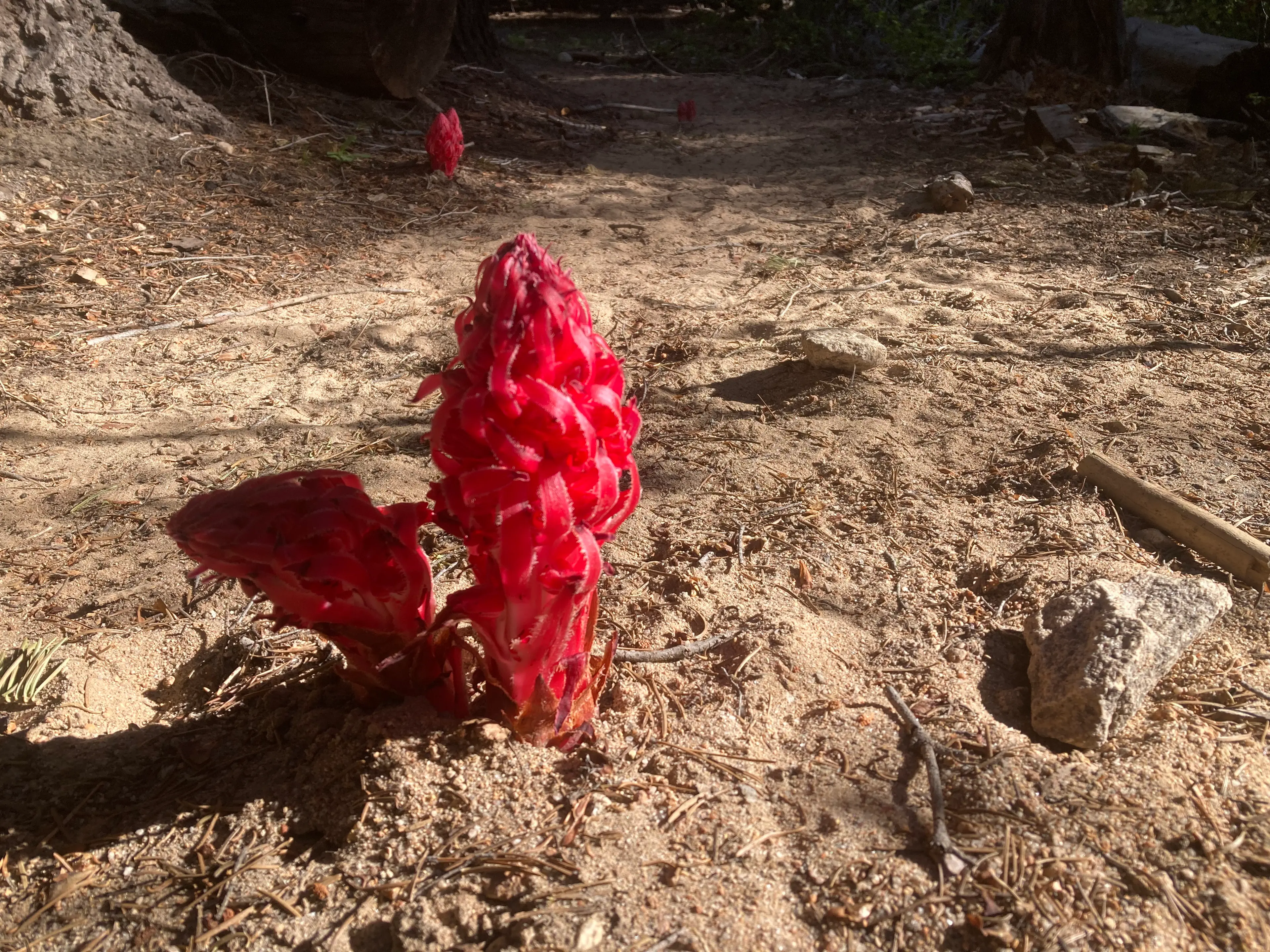 Snow plant (sarcodes sanguinea)